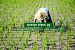 Read more about the article Weed Control:धान फसल में खरपतवार नियंत्रण के लिए 15 से 30 दिन सबसे अहम क्यों हैं?