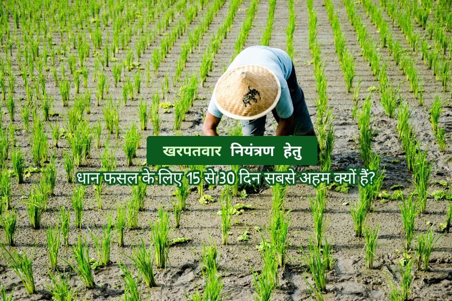 Read more about the article Weed Control:धान फसल में खरपतवार नियंत्रण के लिए 15 से 30 दिन सबसे अहम क्यों हैं?