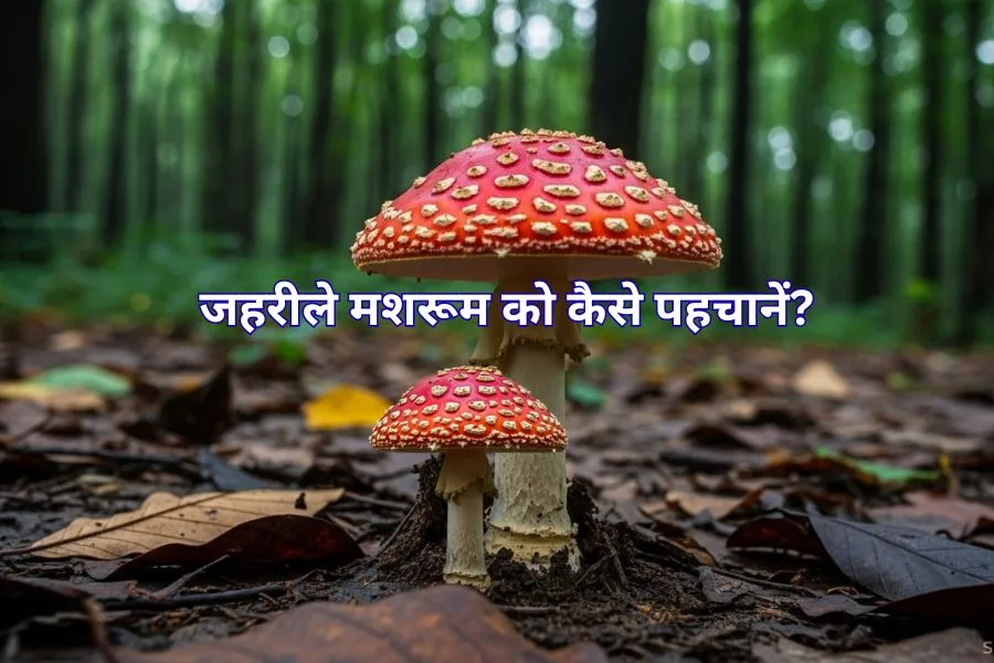 How to identify poisonous mushrooms? जहरीले मशरूम को कैसे पहचानें? 1 How to identify poisonous mushrooms