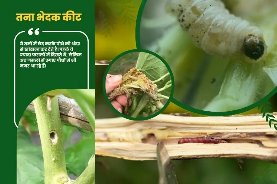 Harmful Insects for Gardening 2025 : इन हानिकारक कीटों से बागवानी को कैसे बचाएं ? 1 तना भेदक कीट 1