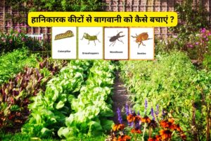 Read more about the article Harmful Insects for Gardening 2025 : इन हानिकारक कीटों से बागवानी को कैसे बचाएं ?