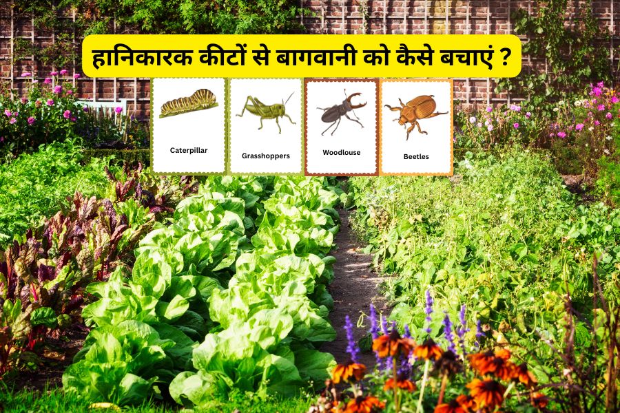 Read more about the article Harmful Insects for Gardening 2025 : इन हानिकारक कीटों से बागवानी को कैसे बचाएं ?