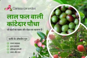 Read more about the article Thorny plant karauda 2025 : लाल फल वाली कांटेदार पौधा जो खेतों का रक्षक और सेहत का खजाना है !
