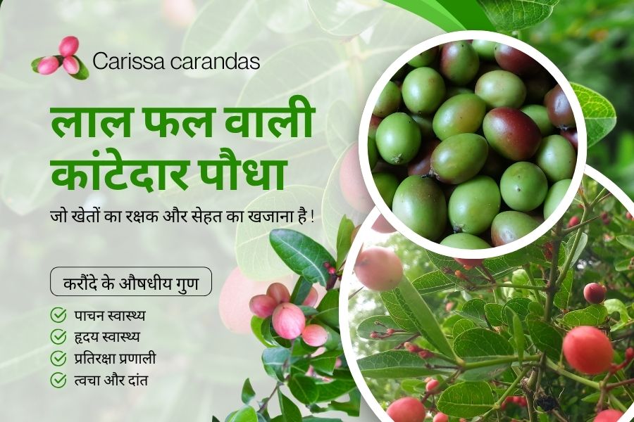 Read more about the article Thorny plant karauda 2025 : लाल फल वाली कांटेदार पौधा जो खेतों का रक्षक और सेहत का खजाना है !