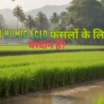 क्या Humic Acid फसलों के लिए वरदान साबित हो सकता है?