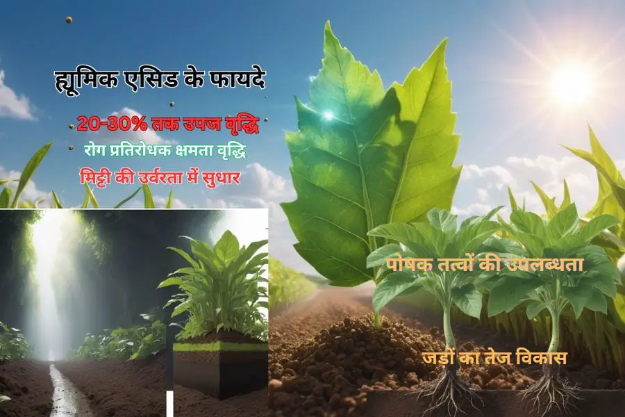 क्या Humic Acid फसलों के लिए वरदान साबित हो सकता है? 1 Can Humic Acid prove to be a boon for crops