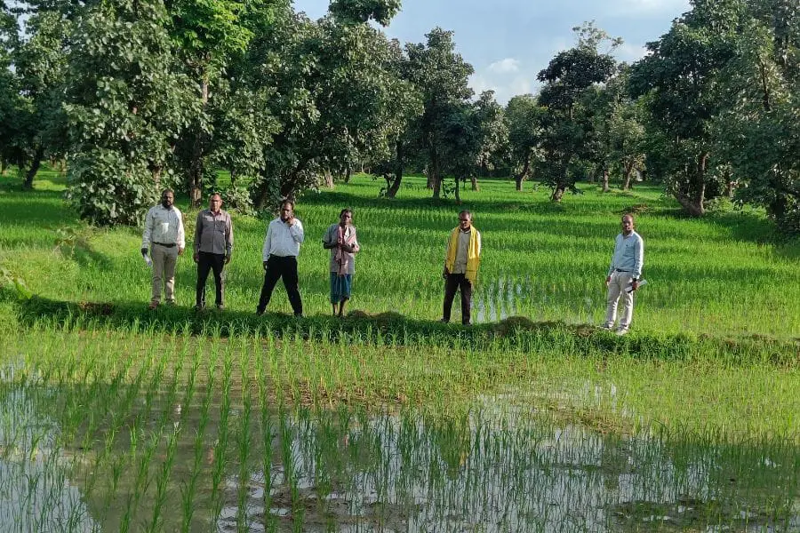 पाली विकासखंड में संयुक्त संचालक कृषि, बिलासपुर और टीम का Natural farming व धान प्रदर्शन का निरीक्षण दौरा! 1 Inspection tour of natural farming and paddy demonstration!