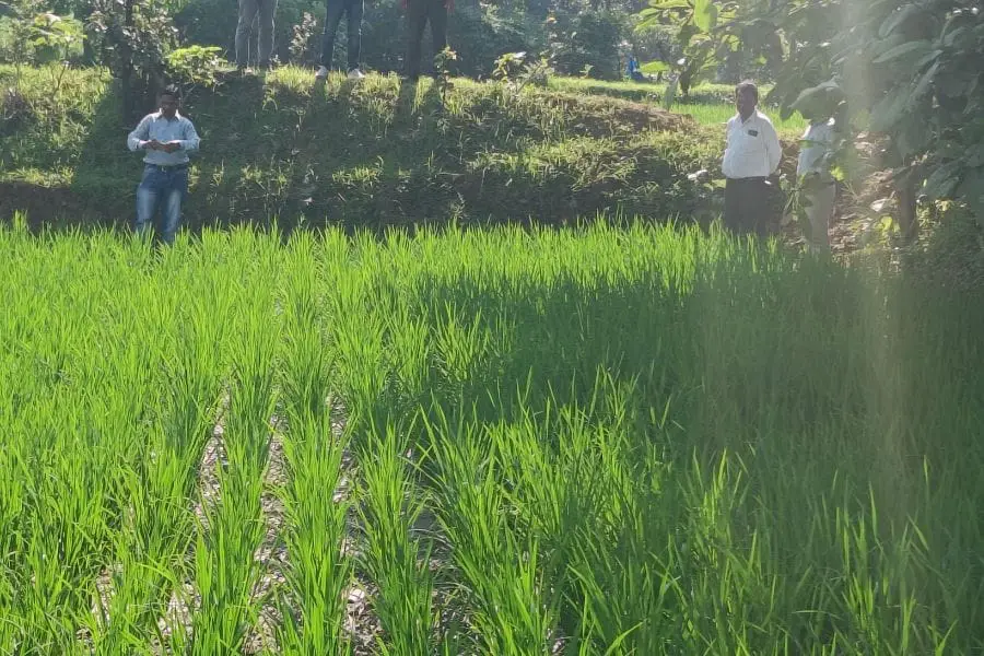 पाली विकासखंड में संयुक्त संचालक कृषि, बिलासपुर और टीम का Natural farming व धान प्रदर्शन का निरीक्षण दौरा! 2 Natural farming व धान प्रदर्शन का निरीक्षण 1