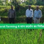 पाली विकासखंड में संयुक्त संचालक कृषि, बिलासपुर और टीम का Natural farming व धान प्रदर्शन का निरीक्षण दौरा!