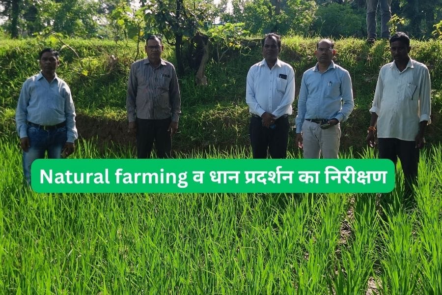 Read more about the article पाली विकासखंड में संयुक्त संचालक कृषि, बिलासपुर और टीम का Natural farming व धान प्रदर्शन का निरीक्षण दौरा!