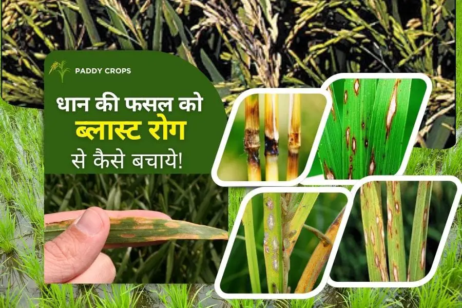 Blast Disease Protect rice crop :धान की फसल को ब्लास्ट रोग से कैसे बचाये! 1 Paddy Crops blast diseases