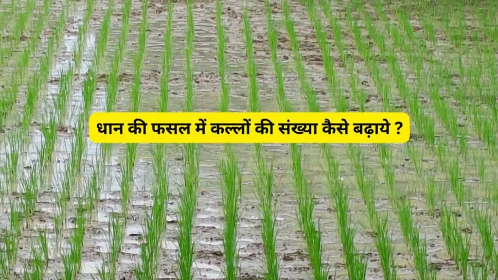 Farming Tips 2025: धान की फसल में कल्लों की संख्या बढ़ाने का आसान और सस्ता फॉर्मूला! 1 Paddy Farming tips