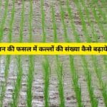 Farming Tips 2025: धान की फसल में कल्लों की संख्या बढ़ाने का आसान और सस्ता फॉर्मूला!