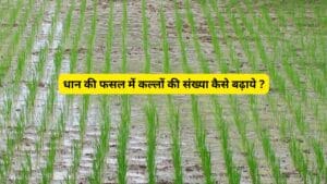 Read more about the article Farming Tips 2025: धान की फसल में कल्लों की संख्या बढ़ाने का आसान और सस्ता फॉर्मूला!