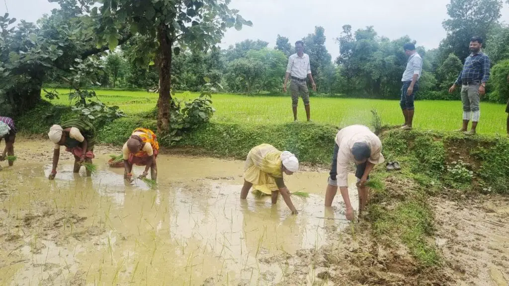 Rice Demonstration : पाली के कृषि अधिकारियों ने धान रोपाई कर महिला किसानों को दी उन्नत तकनीक की जानकारी ! 2 NFSNMS scheme Rice gram Demonstration