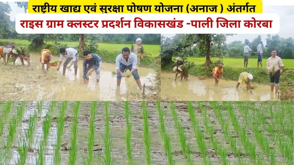 Rice Demonstration : पाली के कृषि अधिकारियों ने धान रोपाई कर महिला किसानों को दी उन्नत तकनीक की जानकारी ! 1 NFSNMS Ricegram Demonstration