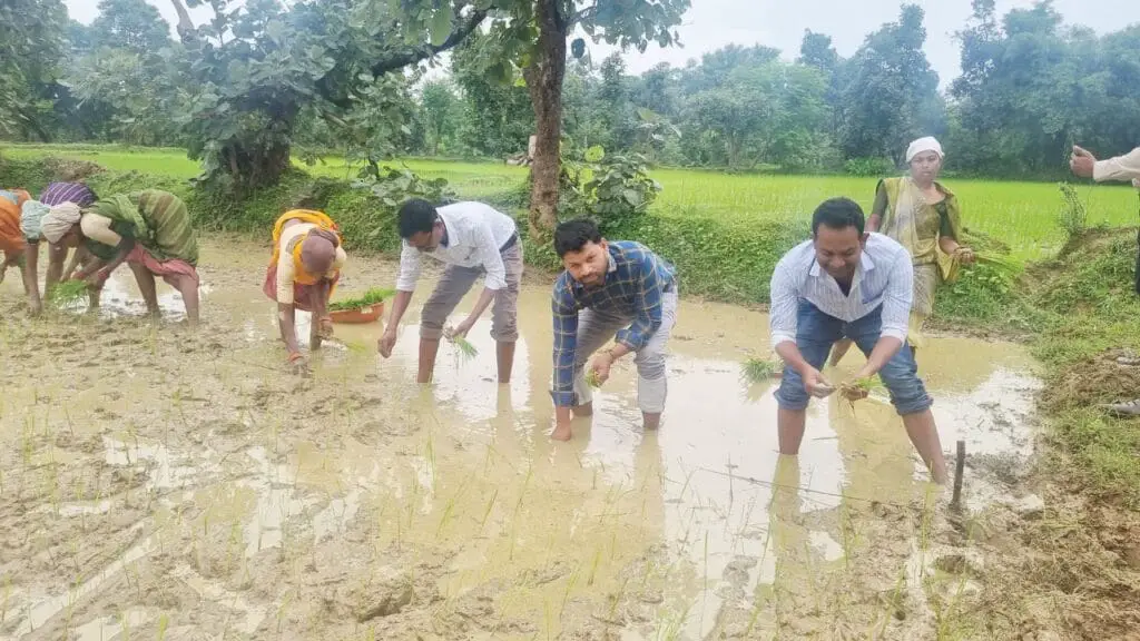 Rice Demonstration : पाली के कृषि अधिकारियों ने धान रोपाई कर महिला किसानों को दी उन्नत तकनीक की जानकारी ! 3 NFSNMS scheme Rice gram Demonstration