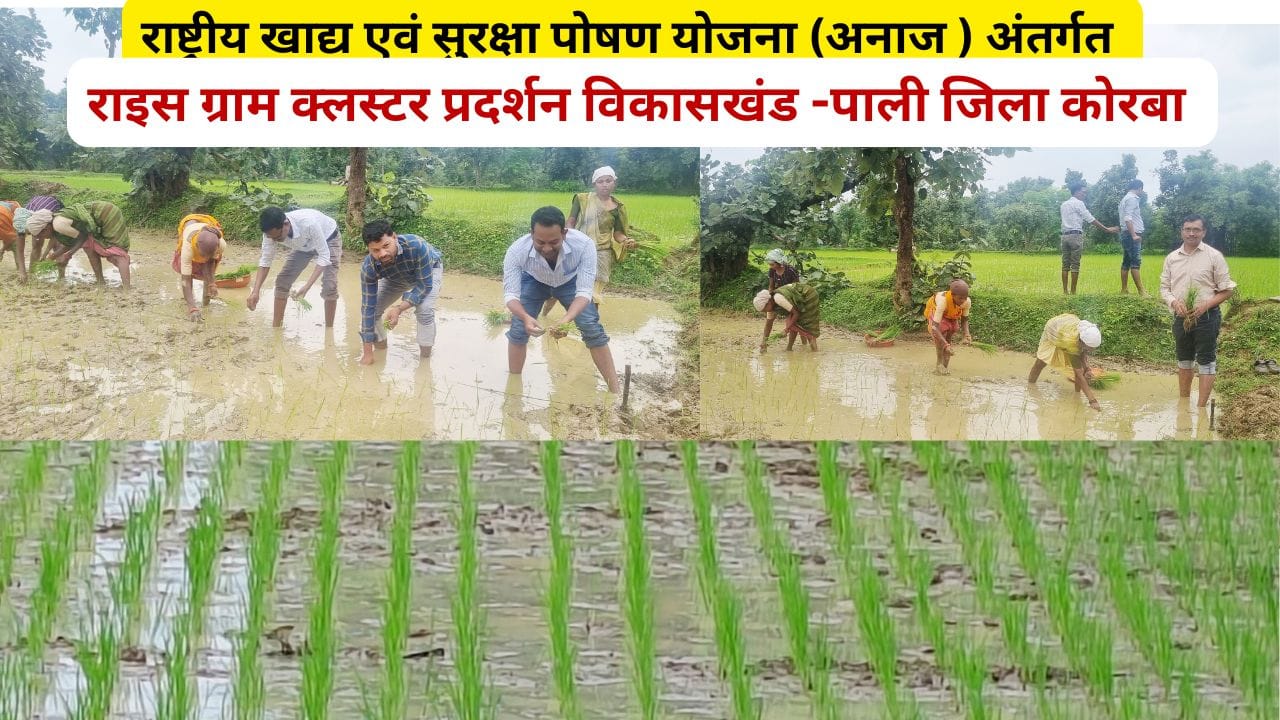 Read more about the article Rice Demonstration : पाली के कृषि अधिकारियों ने धान रोपाई कर महिला किसानों को दी उन्नत तकनीक की जानकारी !