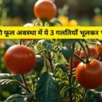Tomato farming :टमाटर की फूल अवस्था में ये 3 गलतियाँ भूलकर भी न करें!
